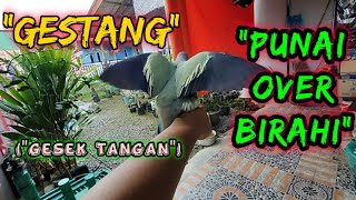 Download lagu PUNAI OVER BIRAHI mp3