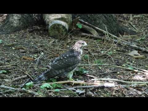 Coopers Hawk Hunting Grey Squirrel