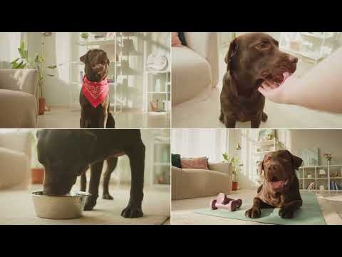 Top 10 Dog Foods for 2024: Unleashing the Pet Parent's Guide