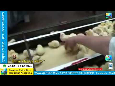 PROGRAMA RADIAL : ENTRE MATES Y MATES