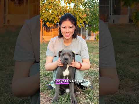 Она купила крошечного щенка, а через 2 года он стал настоящим монстром! 🐶😱
