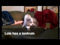 Lola The Dog Has A Tantrum