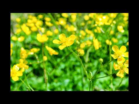 The green hearth of Albena 1