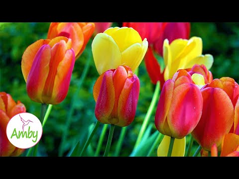Tulpen Blumen und Entspannungsmusik für Meditation entspannen entspannende Musik Bildschirmschoner