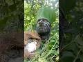 Forest Human Bird Sound Call Shorts Video