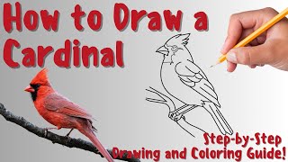 How To Draw A Cardinal - Fun & Easy Step-by-Step Drawing and Coloring Guide