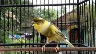 Download lagu Masteran kenari spesial rasa blackthroat‼️Kicau Legends mp3 Download lagu Masteran kenari spesial rasa blackthroat‼️Kicau Legends mp3