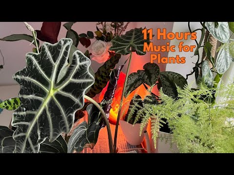 11 Hours Music for Plants To Stimulate Plant Growth and Happiness