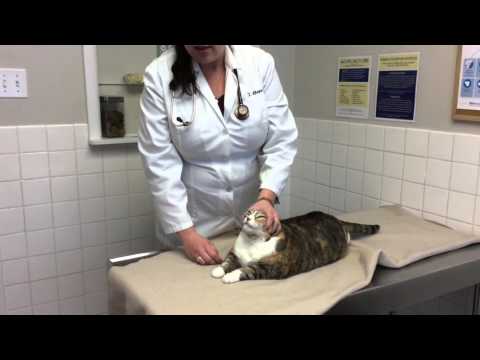 How to give a cat a pill