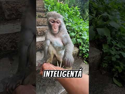 Nu Vei Crede Ce A Facut Aceasta Maimuta Pentru Tatal Meu!