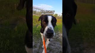 Every Shelter Dog Gets Adopted