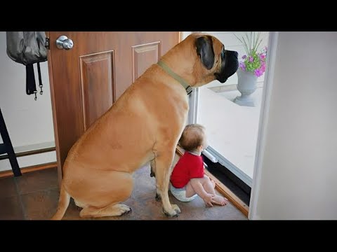 Quand les gros chiens prouvent qu'ils sont de parfaits baby-sitters ❤️