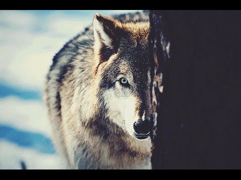 BiG WoLF A.k.a PsychoPaTh - QYPNI