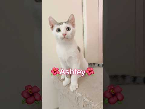 Ashley Cerca Casa | Deliziosa Gattina Di 4 Mesi Cerca Il Lieto Fine #shorts #adotta #cat #gattina