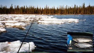 На что ловить кумжу осенью в озере