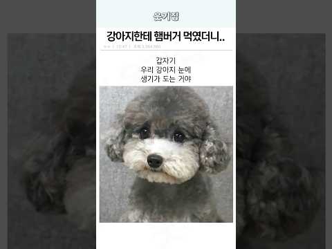 강아지한테 햄버거 먹였더니..