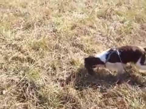 Caribel's Fortunate Keziah Tracking at 1