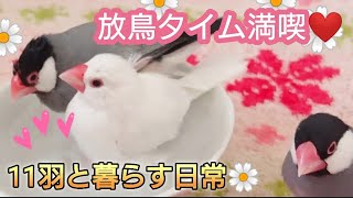 【文鳥】11羽と暮らす日常☆