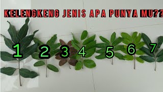 Download lagu Cara mengetahui jenis klengkeng  dari bentuk daun mp3 Download lagu Cara mengetahui jenis klengkeng  dari bentuk daun mp3