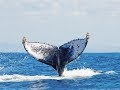 Humpback Whales Breaching Maui Hi ITGM