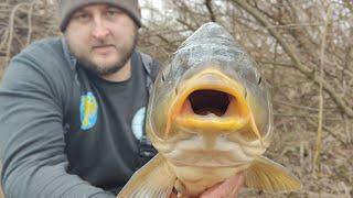 Potęga rzecznego karpia