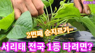 서리태 순치는법 전국1등 서리태 만들기~서리태심는시기,서리태 순치기~~솔림농원 서리태