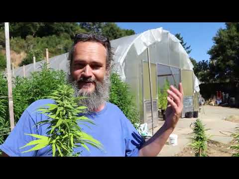 Old School 90's Kind Bud - Cannabis Pollination