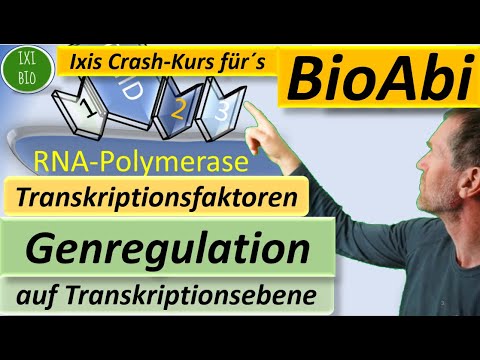 Transkriptionsfaktoren - Genregulation auf Transkriptionsebene detailliert erklärt - BioAbi 15Punkte