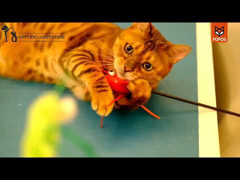 Giffy Pawsitive Tails