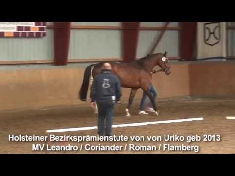 Holsteiner Bezirksprämienstute von Uriko