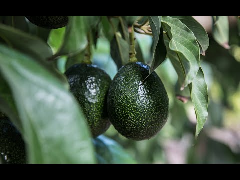 How to Grow Avocados | Mitre 10 Easy As Garden