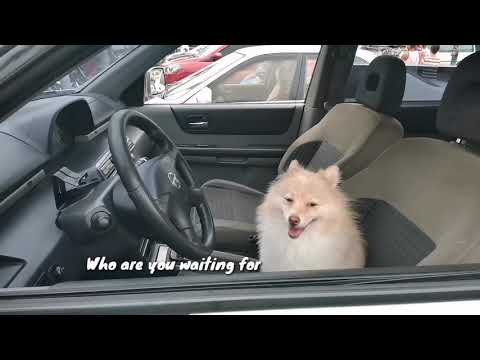 My Dog Tanya takes car for a Joy Ride || Dog traveler