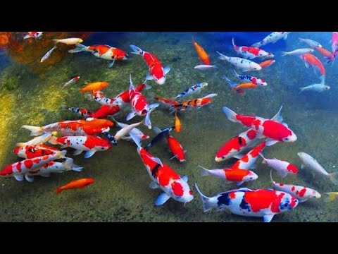 Beautiful Relax Music Sleep with Japanese Koi Carp Fish - Meditation, Study Music, Spa, Yoga