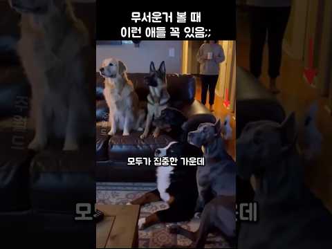 무서운 거 볼 때 이런 애들 꼭 있음 ㅋㅋㅋ #강아지 #댕댕이 #애견영상