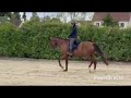 Jument dressage 