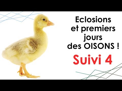 , title : 'OISONS : suivi n°4 - ÉCLOSIONS et PREMIÈRES HEURES !'