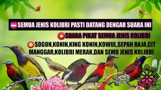 Download lagu Suara pikat sogon,konin,kowul,king konin,pijantung pisang,sepah raja... mp3