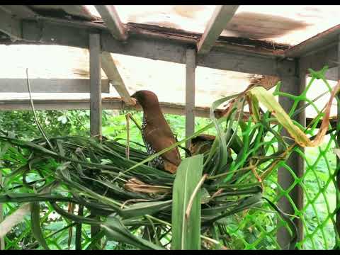 Scaly Breasted Munia Nest