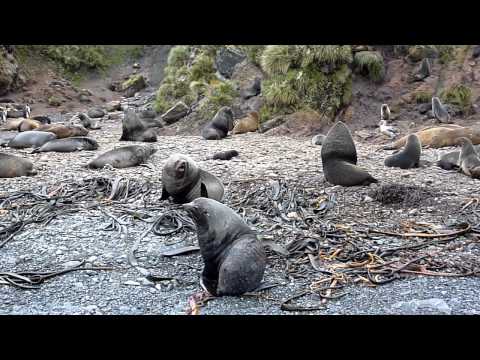 South Georgia / Elsehul - Fur Seal Fighting