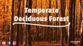 Everything you need to know about Temperate Deciduous Forests!