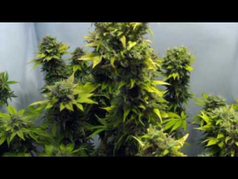 Mykal Rose {Dub Sound Sensi}