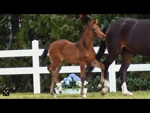 Behind the Scenes bei der Fohlenauswahl für die Verdener Auktion