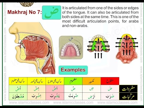 Makhraj No 7/17 - Makhraj of Daad - Articulation Points of Arabic Alphabet Letters