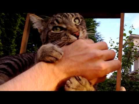 Housed cat viciously defends territory