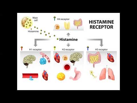 Understanding Histamine Intolerance: Causes, Symptoms, and Solutions