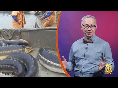 Всё обо всём. Визига. Выпуск от 10.02.26