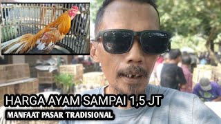 Download lagu Ayam Bangkok pasar tembus harga 1,5 JT - kandang biru ABG  mp3