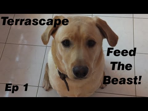 Terrascape FTB Ep 1 - Turtle bees!