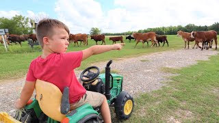 Using tractors and hay to help lost cows | Tractors for kids