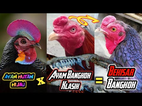 , title : 'CROSSBREED‼️Persilangan Ayam Hutan Hijau X Ayam Bangkok Klasik‼️'